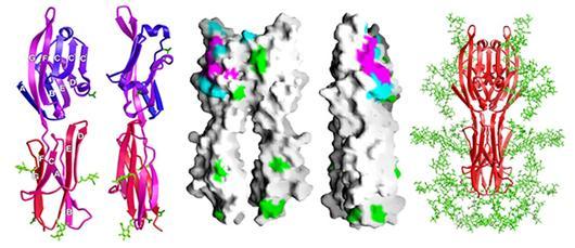 B7.1 (CD80) Monomero