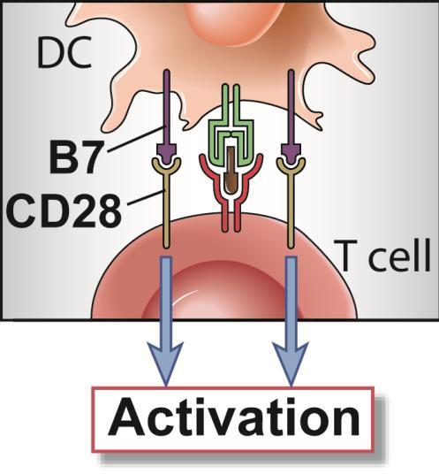 Effetti terapeutici del blocco di CD28 blocco funzionale di CD28 mediante