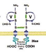 Cytotoxic T Lymphocyte-associated Antigen-4 (CTLA-4) glicoproteina transmembrana omodimero S-S appartiene