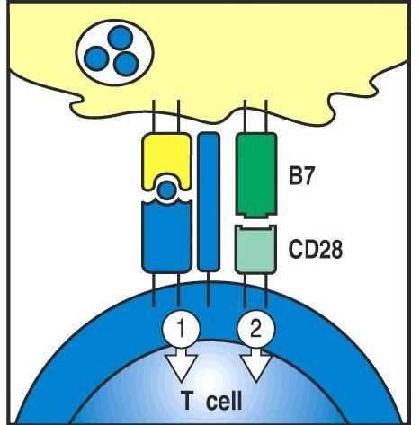 Batteri Figure 8-16 part 2 of 2 i macrofagi riconoscono il patogeno