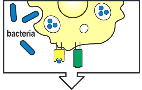 costimolatorie Macrofagi attivati inducono segnali costimolatori a