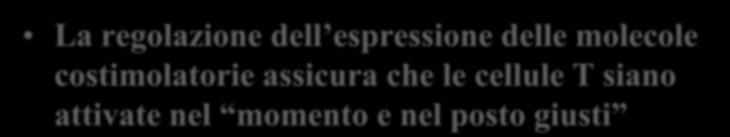 La regolazione dell espressione delle molecole costimolatorie assicura che le cellule T siano attivate nel momento e nel posto