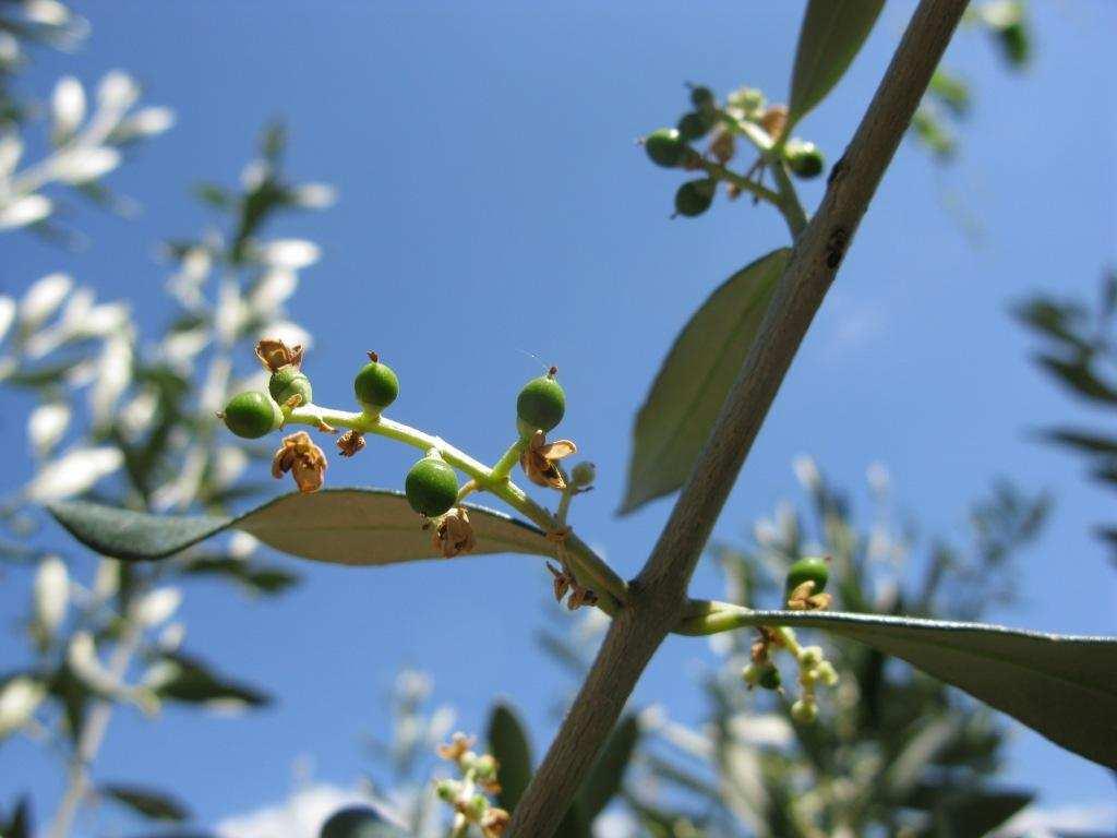 INSETTI Tignola dell olivo (Prays oleae) Sono stati rilevati incrementi delle catture della generazione carpofaga della tignola dell olivo in tutti i comprensori (vedi Tabella n. 1).