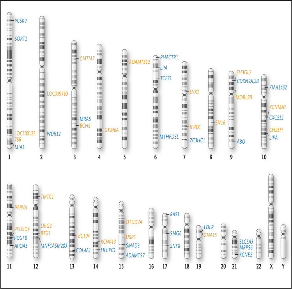 (blue) e insufficienza cardiaca (arancio) Li M.J. et al.