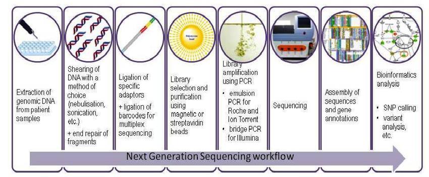 determinare la sequenza nucleotidica di un intero genoma (Whole Genome
