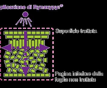 nel mesofillo (sistemia locale)