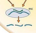 Funzione dei microrna Il loro ruolo fondamentale è quello di regolare negativamente l espressione genica a livello post-trascrizionale (post-transcriptional gene silencing, PTGS) I mirna agiscono