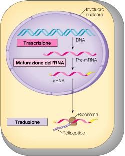 Flusso dell informazione genetica - Dogma centrale Quando la cellula ha bisogno di una particolare proteina, la sequenza nucleotidica di un preciso tratto di DNA, situato sulla infinitamente lunga