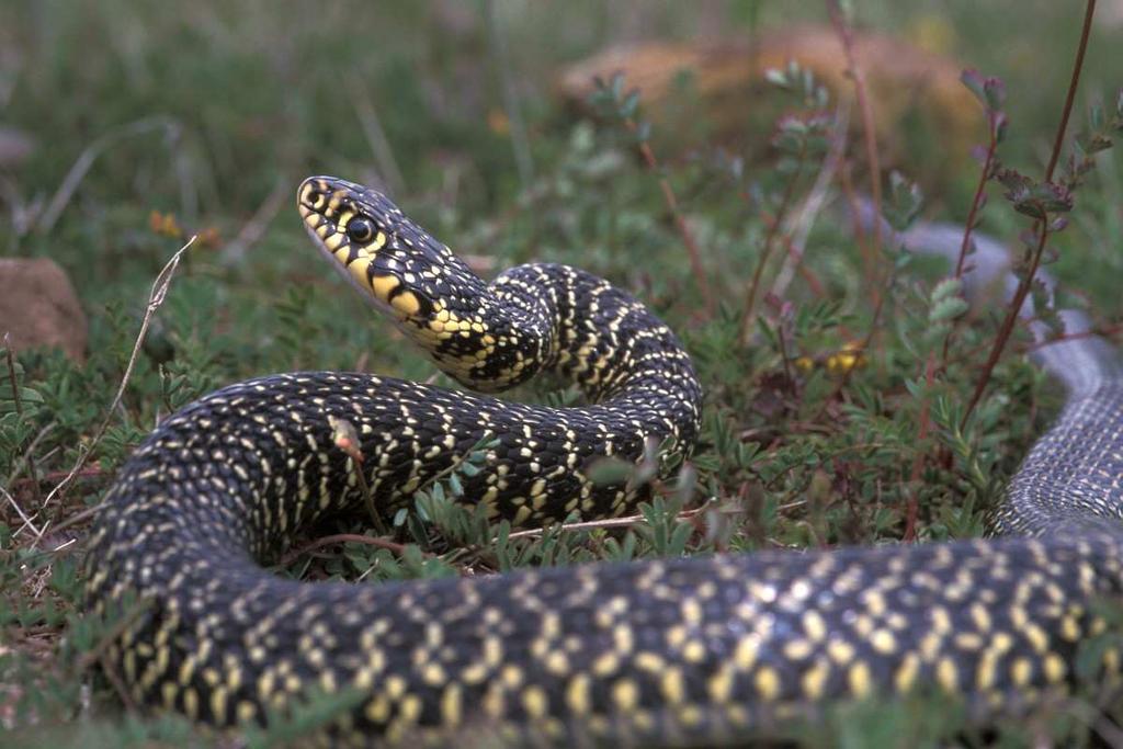 GLI OFIDI DELLA PROVINCIA DI BOLOGNA All'ordine degli ofidi (serpenti) appartengono le specie di rettili totalmente prive di arti (apodi) la cui attività motoria deriva unicamente dallo strisciamento.