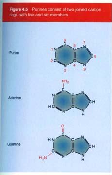 Le purine hanno due anelli collegati con 5 e 6 atomi di carbonio DNA RNA Basi azotate presenti negli acidi nucleici Negli acidi nucleici e nei nucleotidi, l azoto in posizione 9 delle