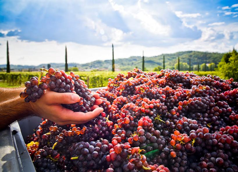 Il vino viene poi assemblato ed imbo gliato in corrispondenza delle lune piene tra fine marzo e luglio.