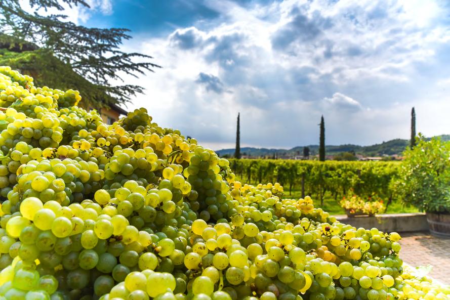 prote e dall'ossigeno con sistemi innova vi mediante il riciclo della propria carbonica di fermentazione, al