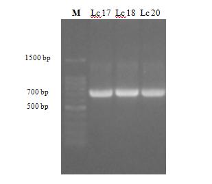 Fig.19: Corsa elettroforetica su gel di agarosio di amplificati ottenuti con primer specifici per il gene tet(m).m: marker, dimensioni amplificato: 740 bp A proposito di Lc. lactis subsp.