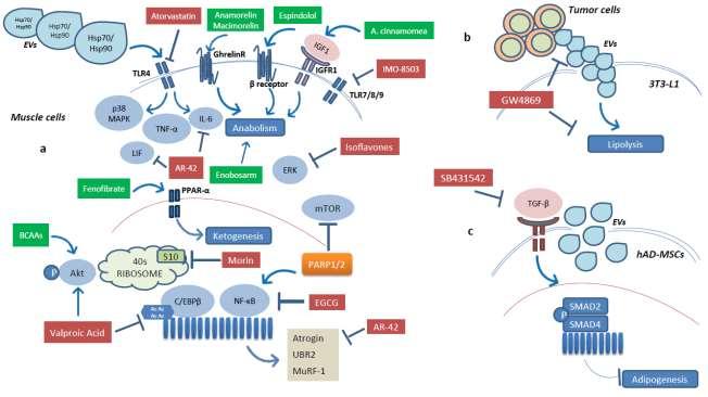 Muscle derangement and alteration of the nutritional machinery in NSCLC.