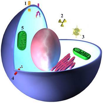 Stimoli apoptotici estrinseci 1. Legame (di ligandi che inducono morte) ai recettori di superficie 2.