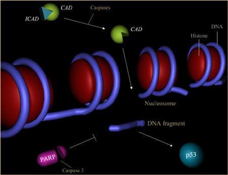 Nuclear activation Un evento tipico dell apoptosi è la suddivisione del DNA in nucleosomi E un evento che segue l attivazione delle caspasi Poly(ADB ribosio) polimerasi