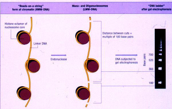 (multipli di nucleosomi) 2- DNA ad alto peso molecolare di cellule integre 3- DNA