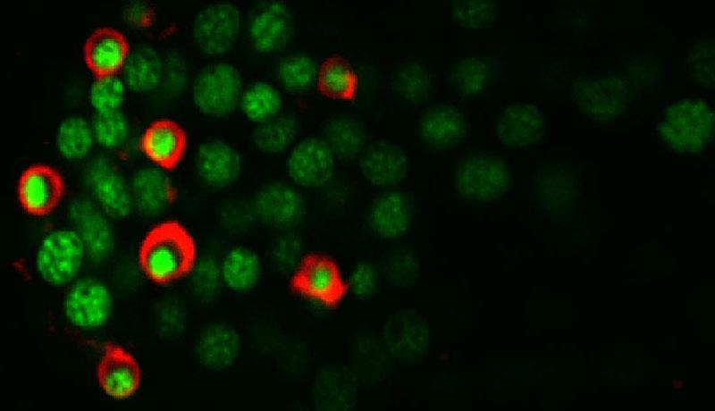 objects in a C. elegans embryo are shown.