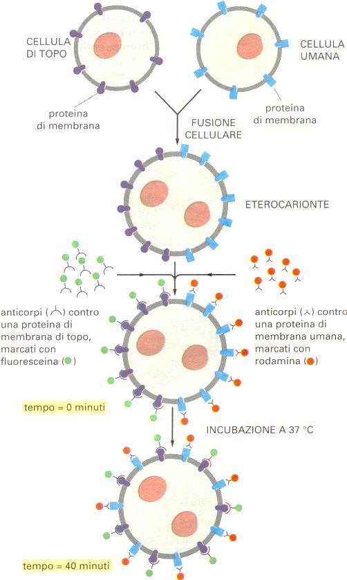 Diffusione delle proteine nelle membrana Le proteine