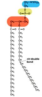 fosfolipidi e proteine