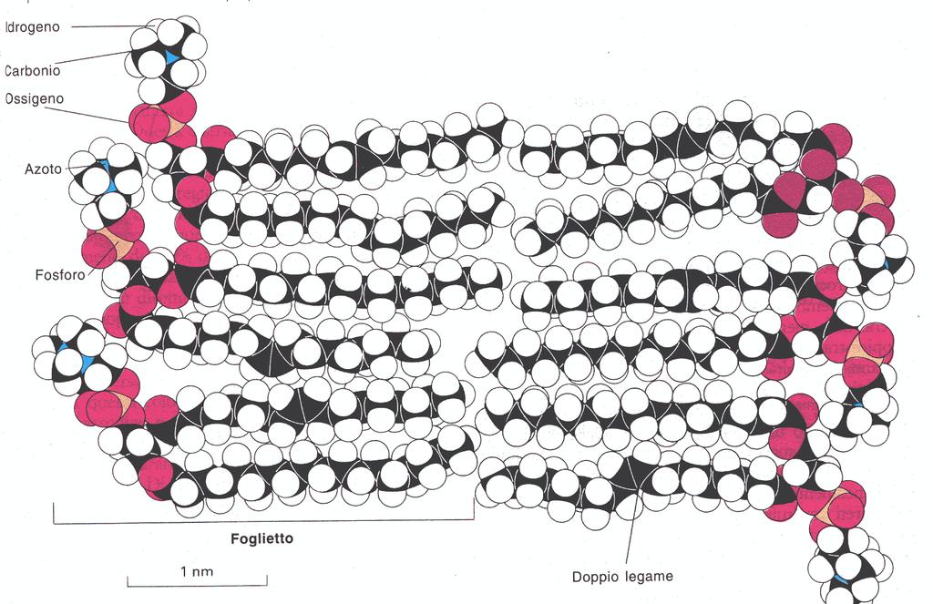 Membrane cellulari: modello