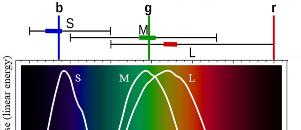 0nm C = (R,G,B) Qualunque sensazione di colore può