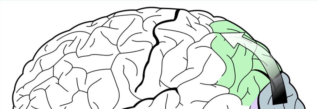 Il colore nella mente 7 Percorsi visuali nel cervello umano.