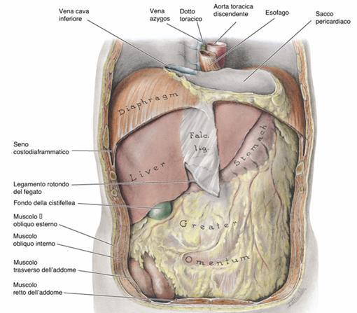 FEGATO: ASPETTI