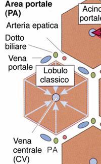 FEGATO LOBULO CLASSICO Esagono che presenta: - ai VERTICI gli SPAZI PORTALI costituiti da: RAMO DELLA V. PORTA RAMO DELL A.