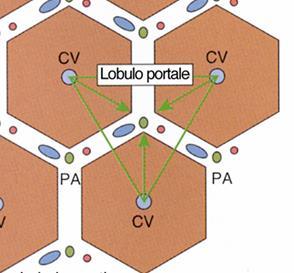 È rappresentato da un TRIANGOLO con VERTICI costituiti da 3 VENE CENTROLOBULARI e con al CENTRO uno SPAZIO PORTALE con il CONDOTTINO BILIFERO FEGATO