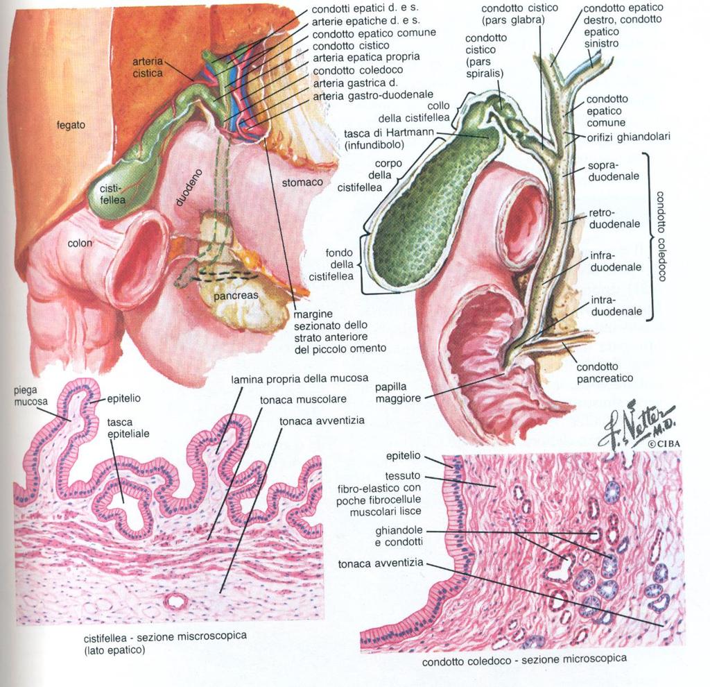 SINTESI sull ANATOMIA MACRO- e