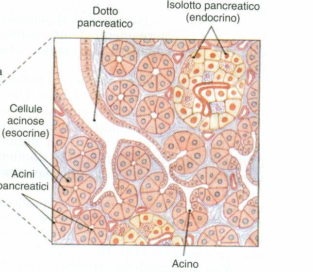 PANCREAS: