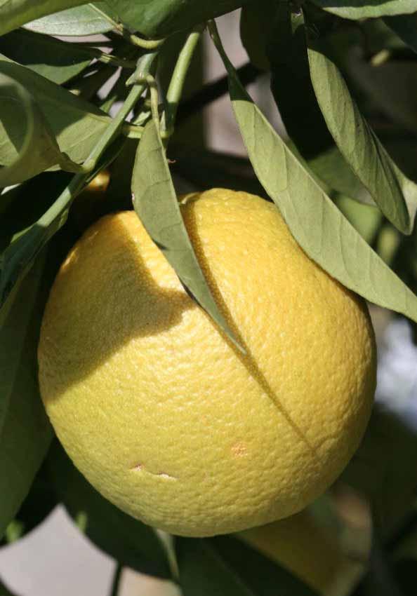 NOME SCIENTIFICO: CITRUS AURANTIUM Linneo SINONIMO: Citrus vulgaris Risso, Citrus sinensis (L.) Osb.