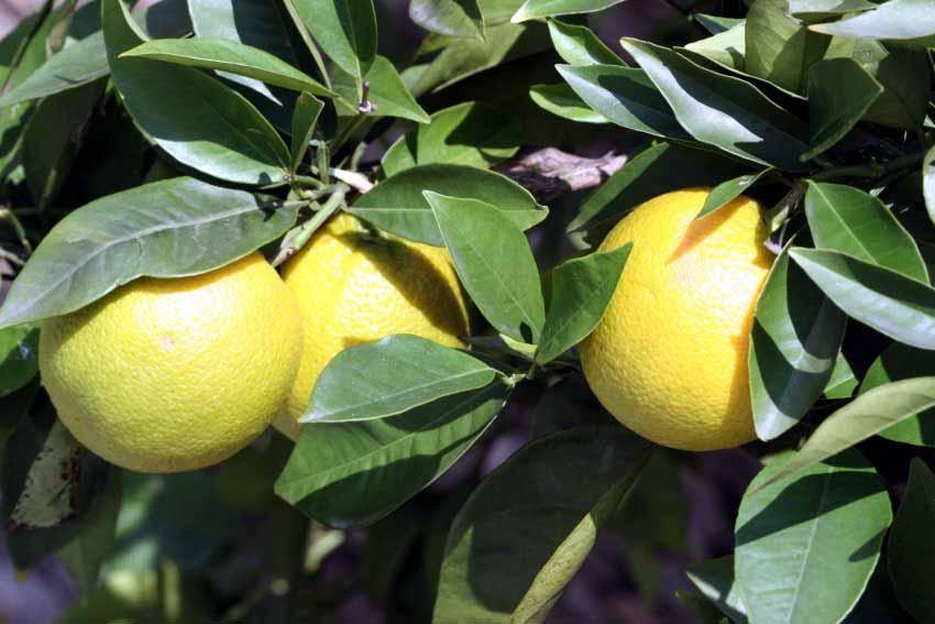 Citrus Aurantium Arancio