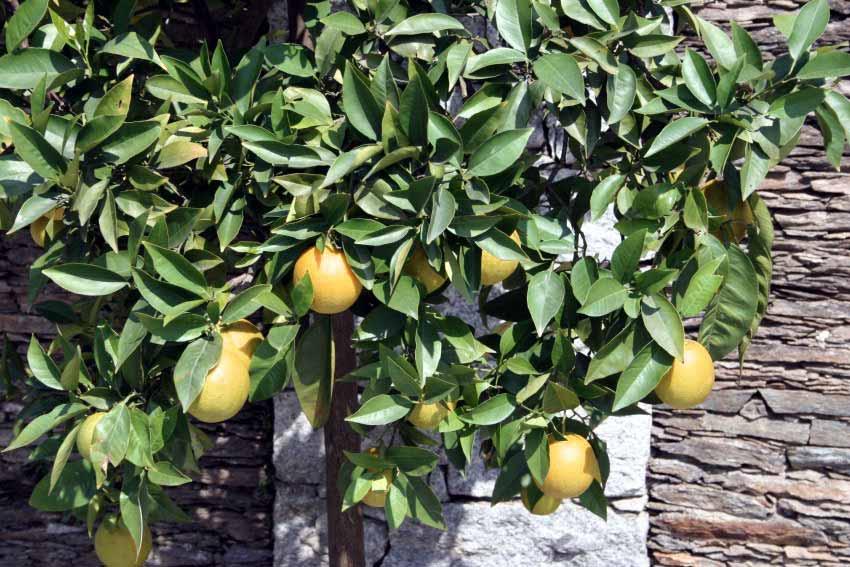 Citrus Aurantium Arancio