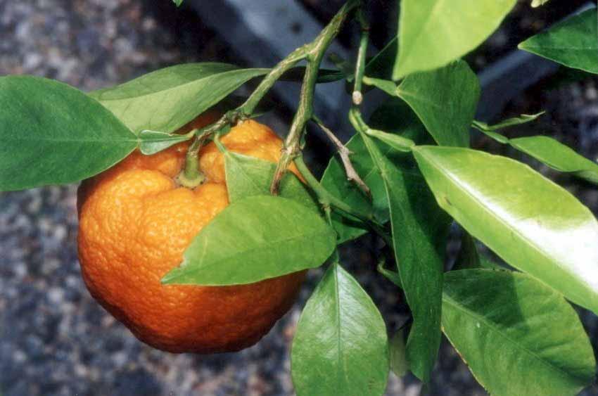 Citrus Aurantium Arancio