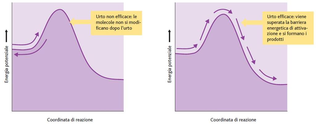 Energia di attivazione Possiamo utilizzare il diagramma dell energia potenziale