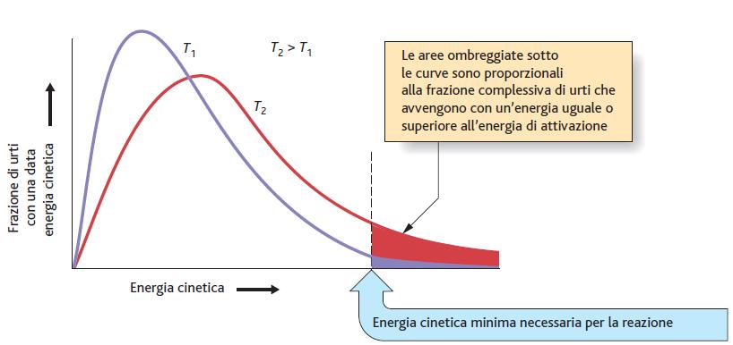 Effetto della temperatura sulla distribuzione dell energia cinetica Le aree ombreggiate sotto le curve della figura rappresentano la somma di tutte le frazioni di urti che hanno energia uguale o