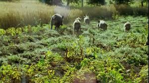 PROBLEMATICHE LEGATE ALLA PRESENZA DI FAUNA SELVATICA Danni alle colture ed agli