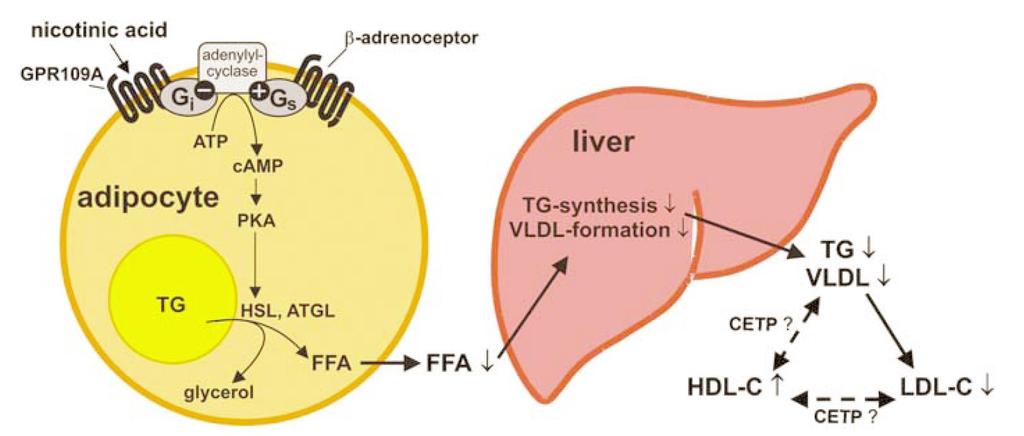 Niacina: Meccanismo d azione La niacina inibisce la lipolisi nel tessuto adiposo, con conseguente riduzione della sintesi epatica di VLDL Recettore dell acido nicotinico: GPR 109 (o HM74) Recettore