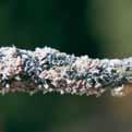 APHELINUS MALI contro l afide lanigero ELEMENTI DI BIOLOGIA COME RICONOSCERLO Aphelinus mali adulto osservato al binoculare Piccola vespa parassita lunga 1 mm Testa piatta con antenne corte Ali
