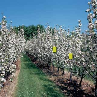 APHELINUS MALI contro l afide lanigero OSSERVAZIONE E MONITORAGGIO NEL FRUTTETO RACCOMANDAZIONI BAYER Posizionare 2 trappole cromotropiche delle dimensioni di cm 25x10 all inizio