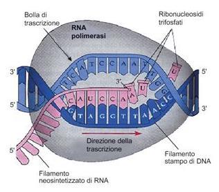 SEPARATA IN SINGOLI FILAMENTI