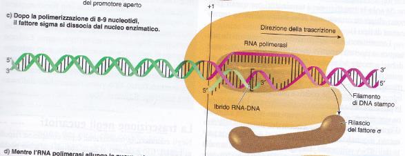 UNA VOLTA CHE LA SINTESI E INIZIATA E SI E INSTAURATA LA FASE DI ALLUNGAMENTO, L RNA POLIMERASI