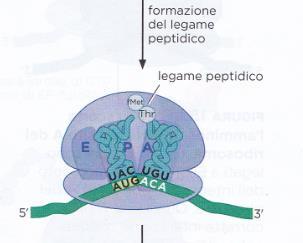 ALLUNGAMENTO Si forma un legame peptidico tra l amminoacil-trna presente nel sito A e quello nel sito P.