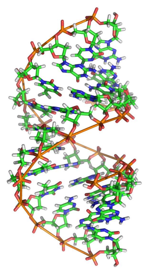 CONFORMAZIONE DEL DNA La conformazione A si osserva in soluzioni meno acquose: Presenta un solco maggiore che è più stretto di quello della