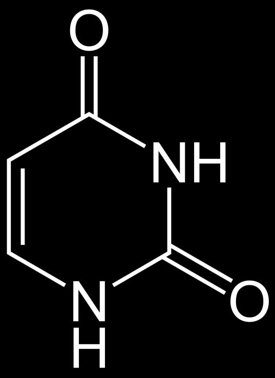 STRUTTURA DELL RNA NELL RNA è PRESENTE L URACILE.