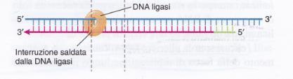DNA LIGASI I frammenti sono uniti dalla DNA ligasi per formare un elica di DNA più lunga.