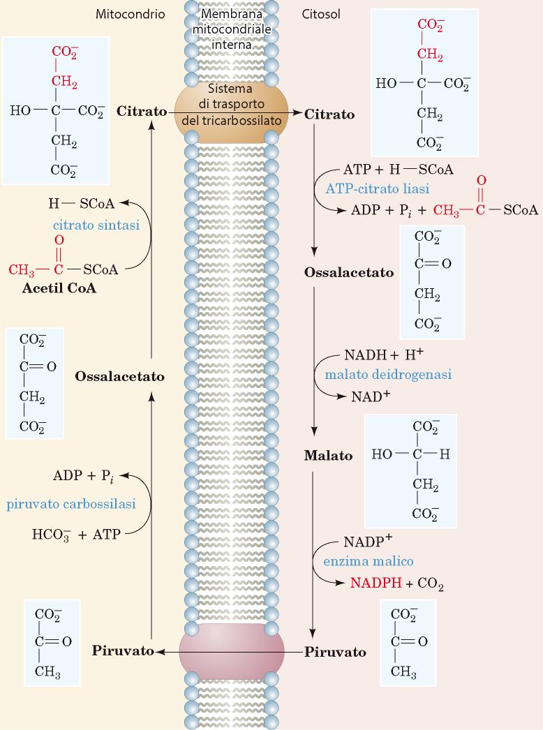 Il sistema di trasporto degli acidi tricarbossilici Biosintesi acidi grassi
