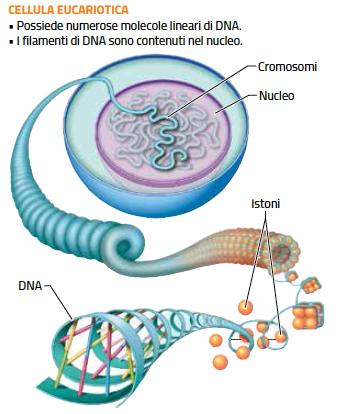 4. La spiralizzazione del DNA eucariotico /1 Il DNA eucariotico è spiralizzato, cioè è avvolto intorno a proteine chiamate